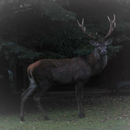 L'Eugenie Villa Pierrefonds Dış mekan fotoğraf